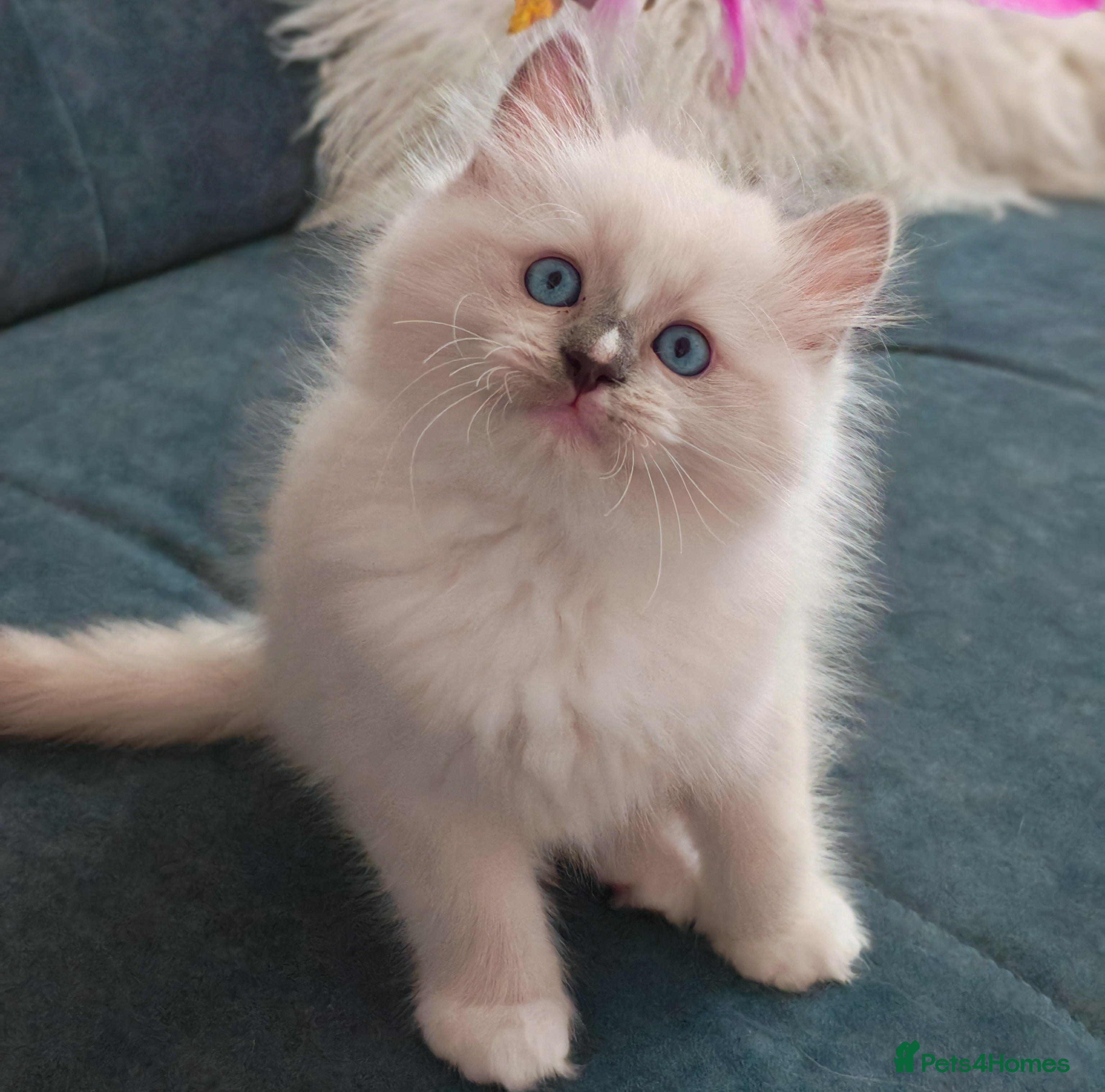Ragdoll cats Beautiful Purebred Ragdoll Star-Quality Kittens - Advert 12