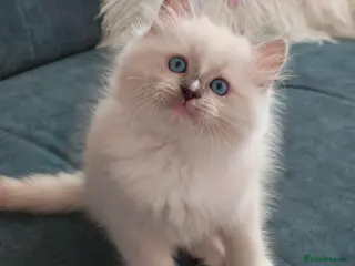 Ragdoll cats Beautiful Purebred Ragdoll Star-Quality Kittens - Advert 12