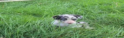 Border Collie dogs for sale: 8 Absolutely stunning Puppies Looking for new home in Montgomery - Advert 26