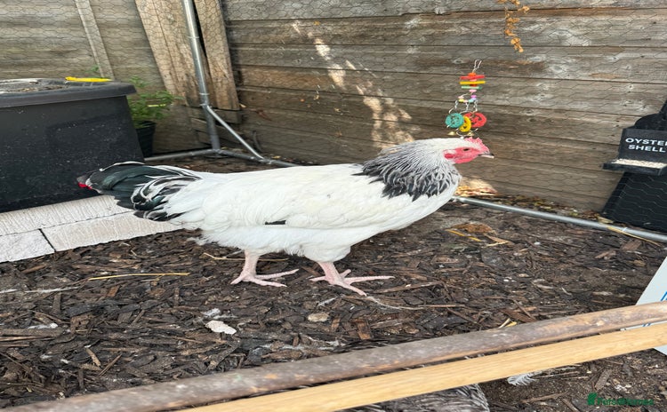 Chickens poultry - Advert 1