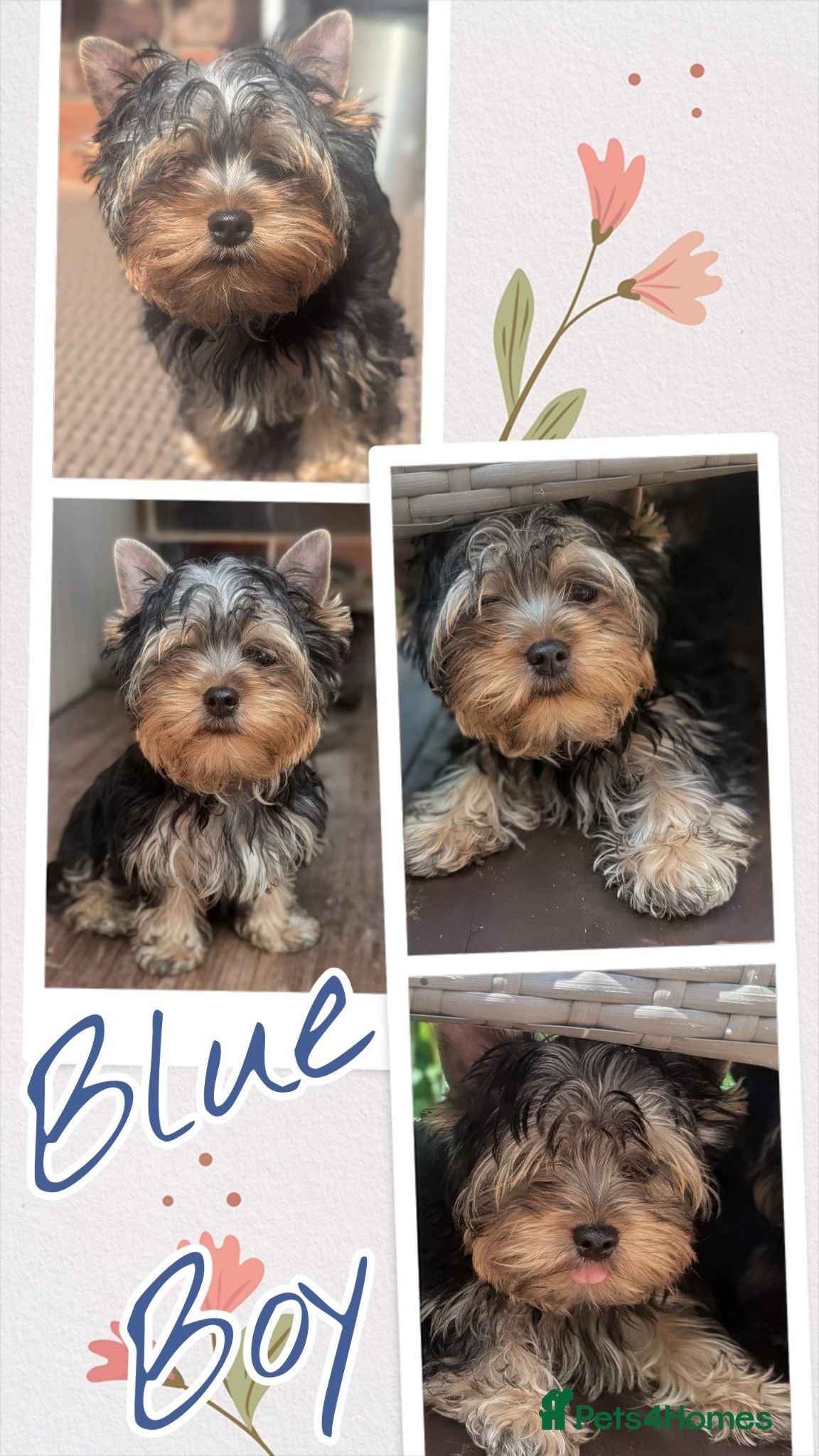 Yorkshire Terrier dogs 👉Yorkshire Terrier Pups–KC Lines, Health Checked - Advert 5
