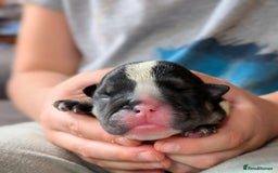 English Bulldog dogs for sale: 🐶🩵 English Bulldog Puppies for Sale 🐾✨ - Image 8