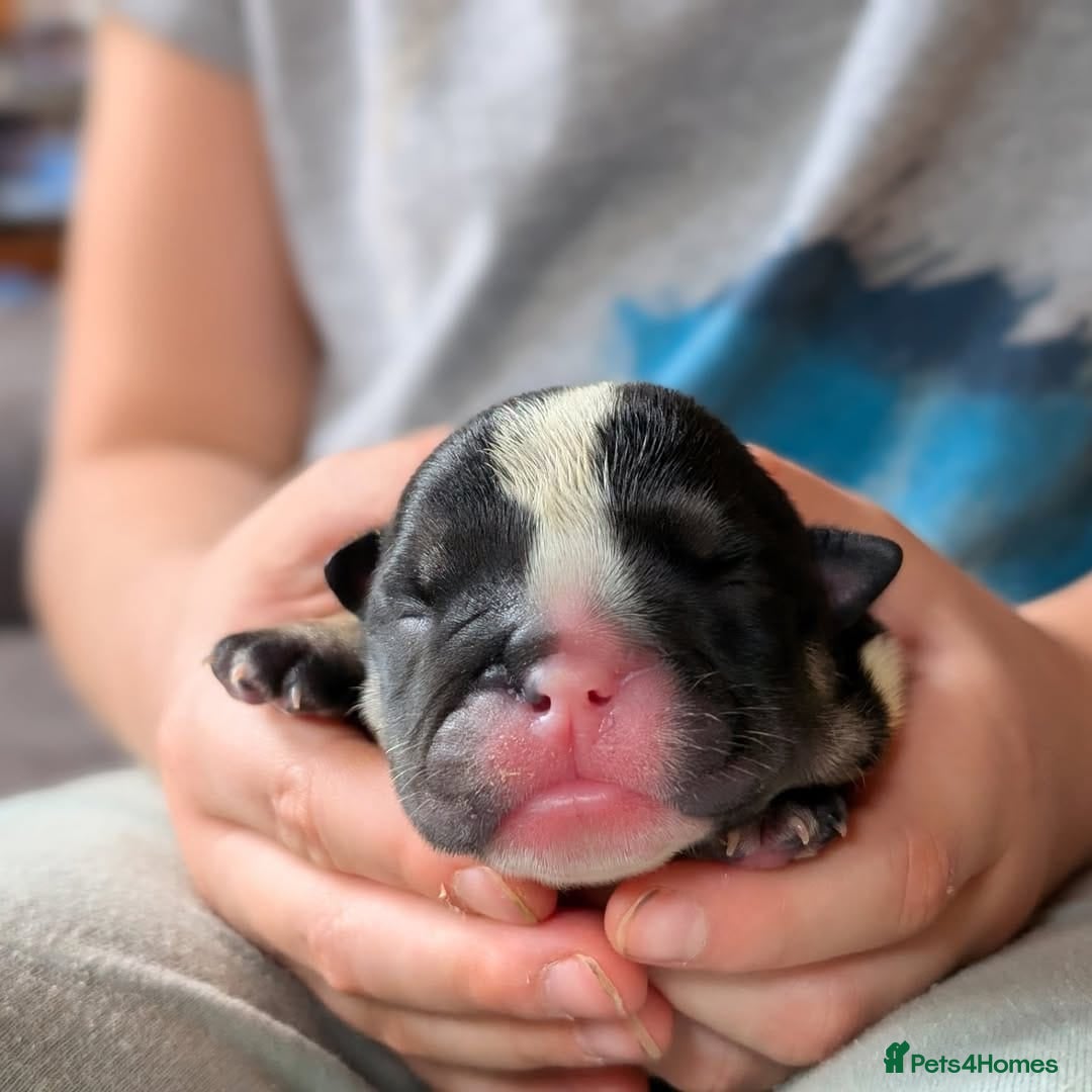 English Bulldog dogs for sale: 🐶🩵 English Bulldog Puppies for Sale 🐾✨ - Image 8