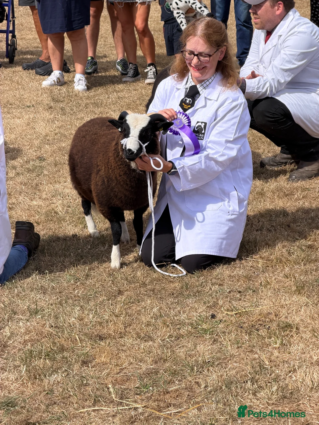 Sheep livestock for sale: Elite Registered Balwen Welsh Mountain Ram Lamb in Ellesmere - Advert 2
