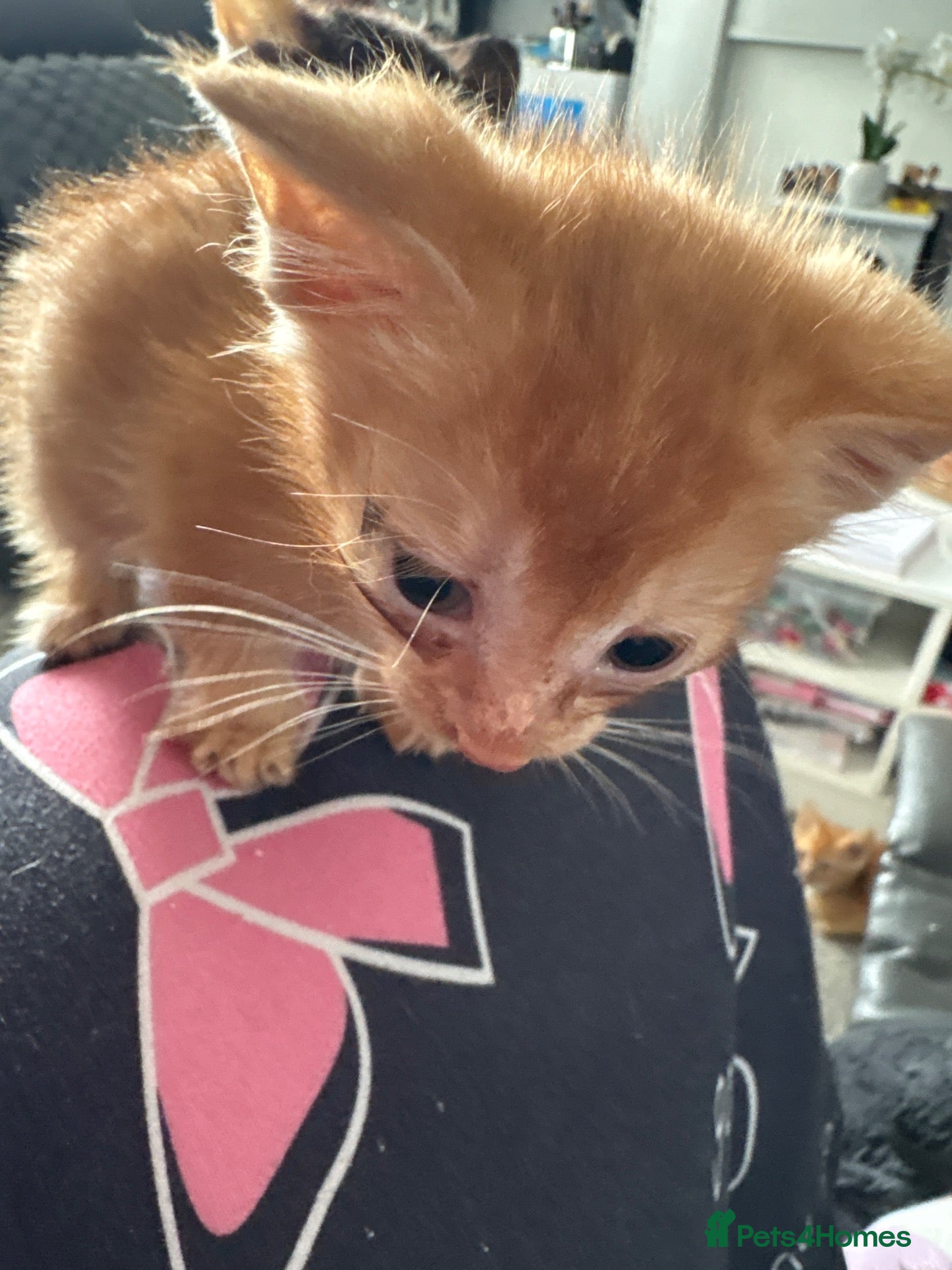 Mixed Breed cats Kittens - Advert 16