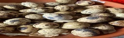 Quail poultry for sale: Fertile eggs jumbo coturnix quails  - Advert 1