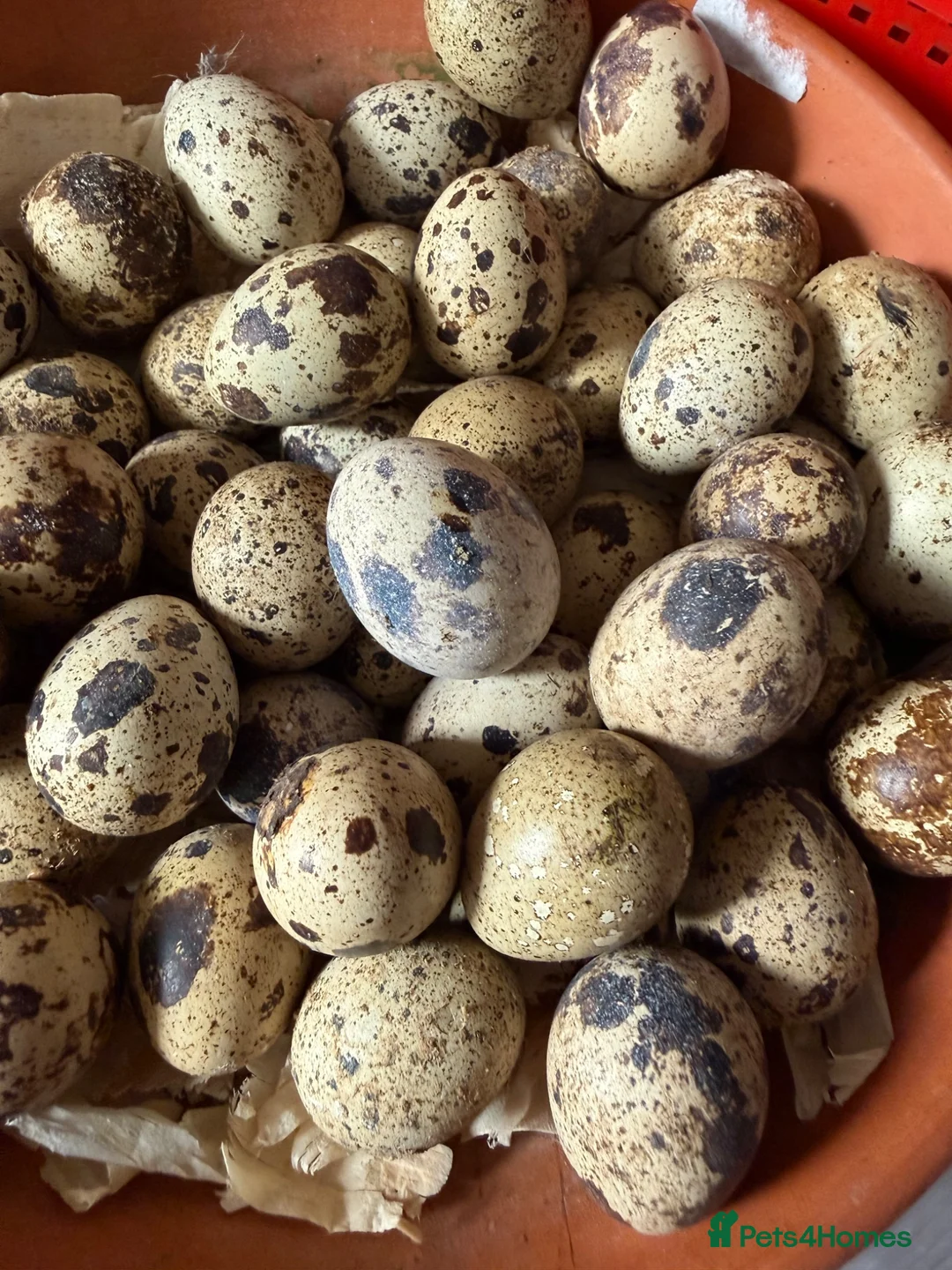Quail poultry for sale: Fertile eggs jumbo coturnix quails  - Advert 1