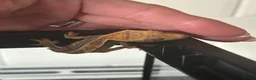 Gecko reptiles for sale: Crested Gecko 9 months old with mini viv - Advert 3