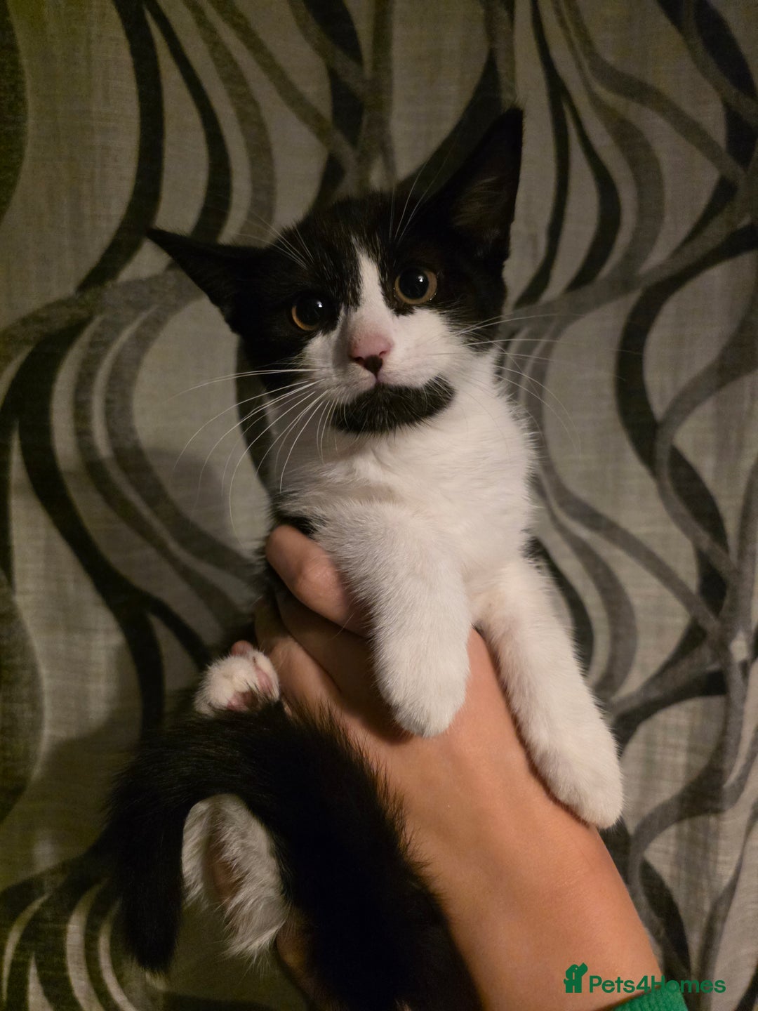 British Shorthair cats for sale: Moggy Kittens for sale - Image 3
