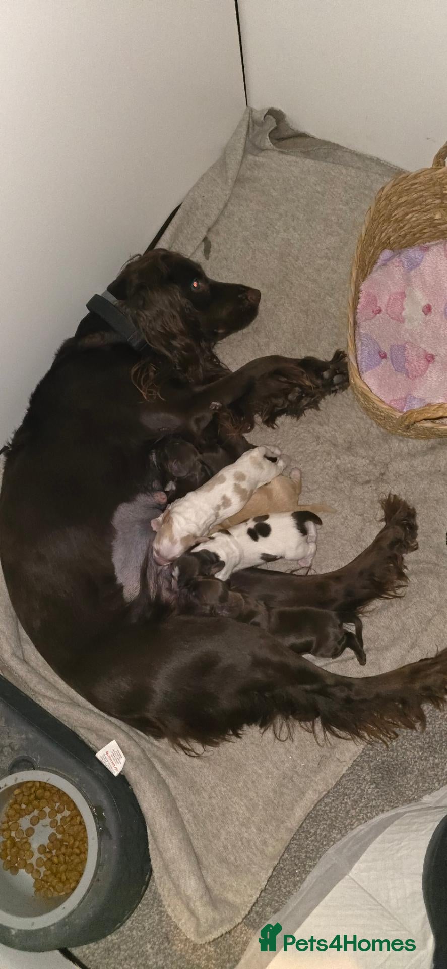 Sprocker dogs 4 female sprocker puppies  - Advert 1