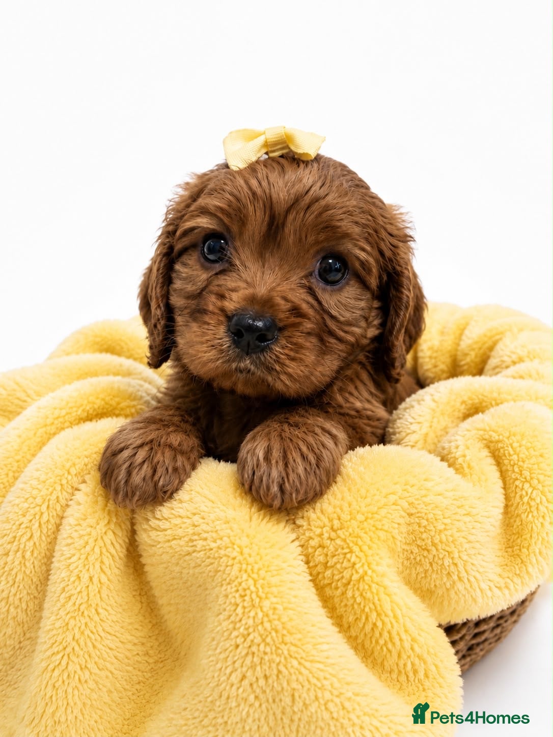Cavalier King Charles Spaniel dogs Beautiful KC Registered Litter - Advert 2