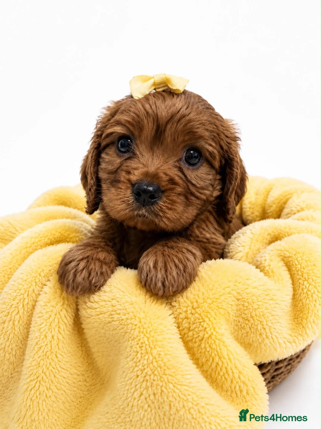Cavalier King Charles Spaniel dogs for sale: Beautiful KC Registered Litter - Advert 2
