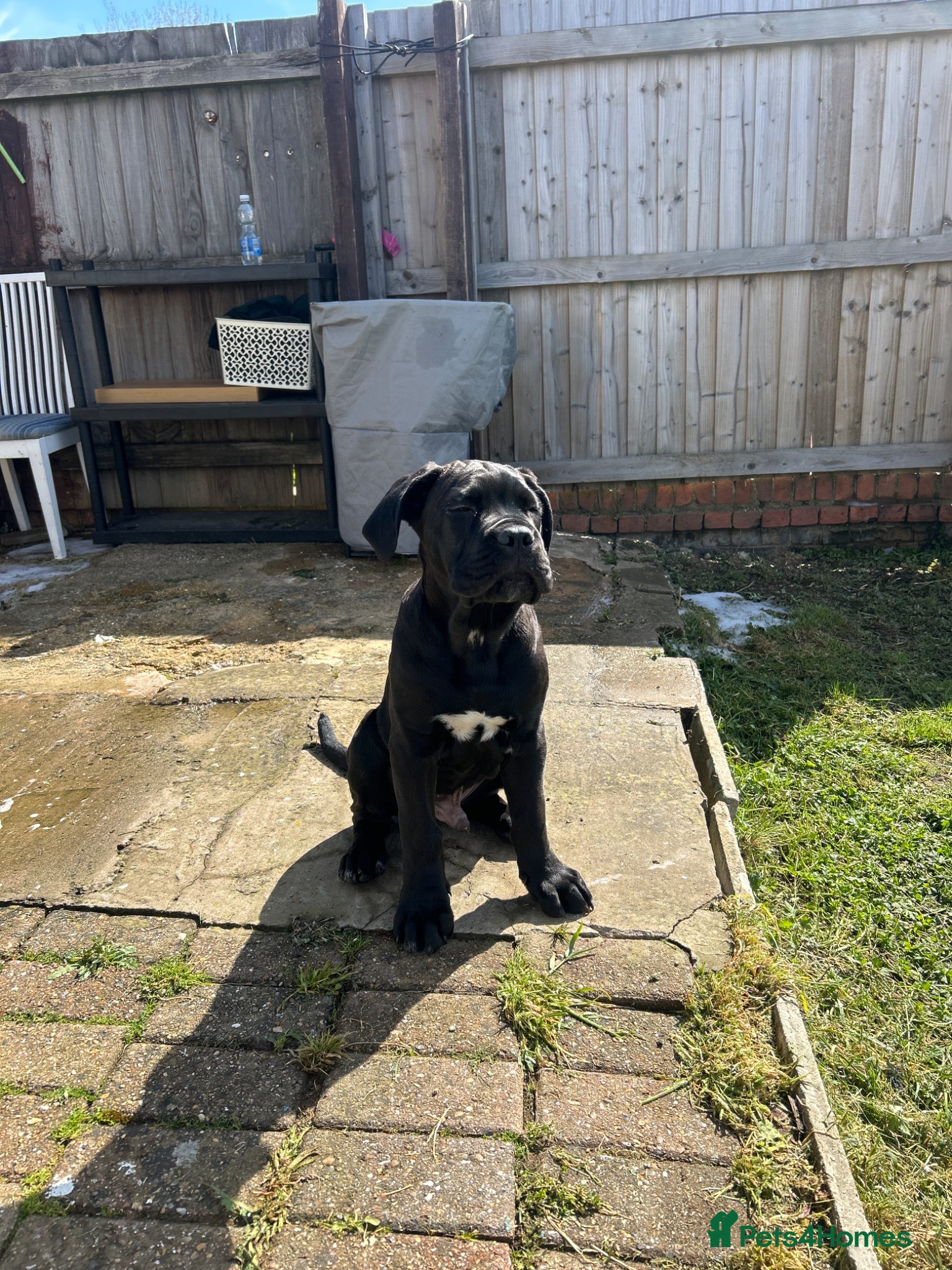 Cane Corso dogs Name  Milo - Advert 1