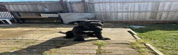 Cane Corso dogs for sale: Name  Milo in Kettering - Advert 1