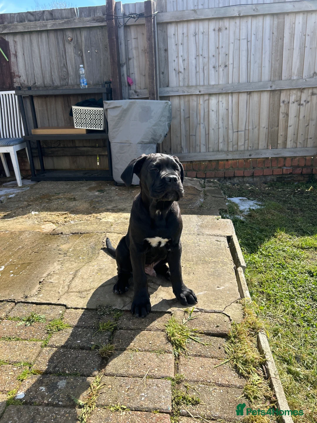 Cane Corso dogs for sale: Name  Milo in Kettering - Advert 1