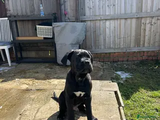 Cane Corso dogs Name Milo - Advert 4