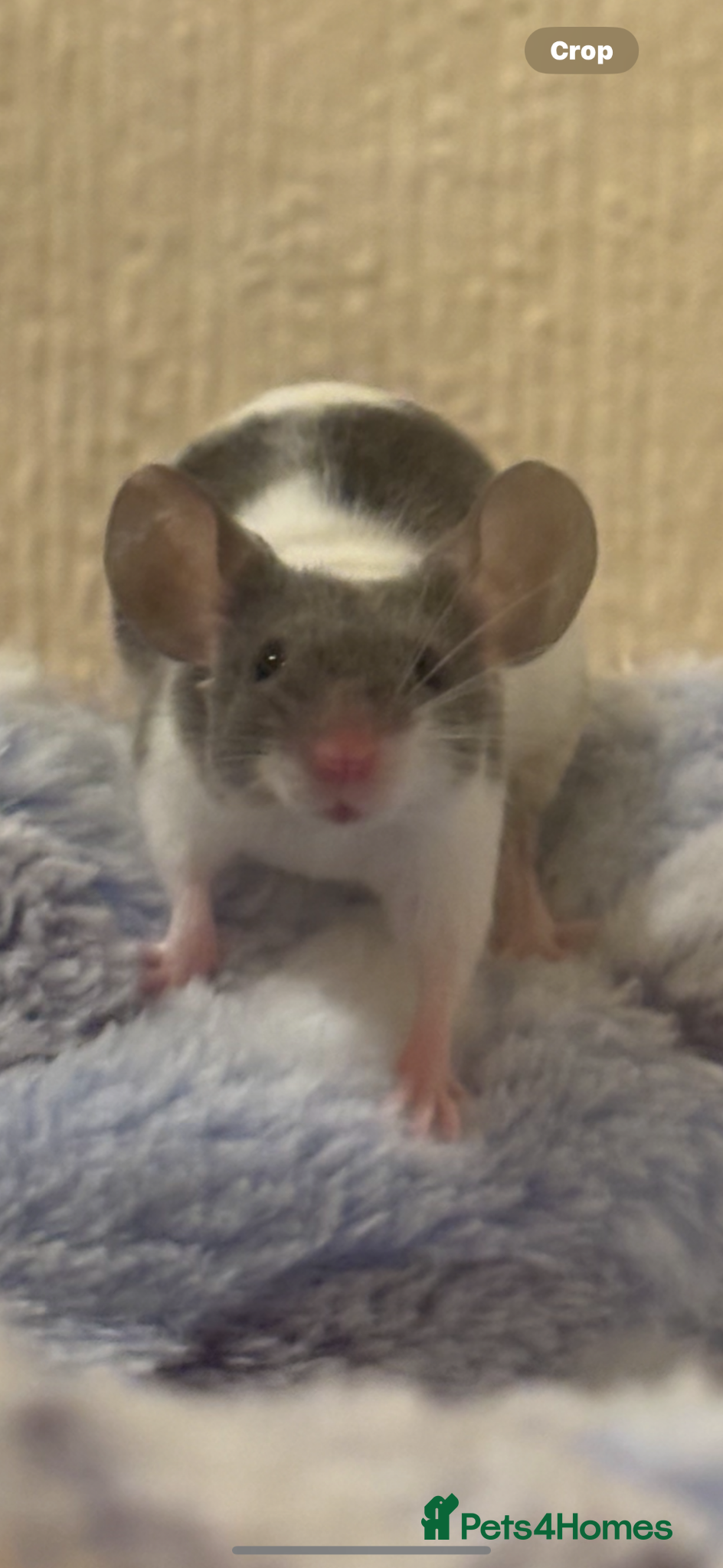 Mouse rodents 4 female mice  - Advert 1