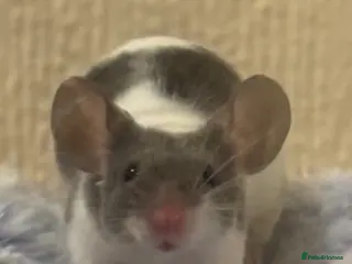 Mouse rodents 4 female mice - Advert 1