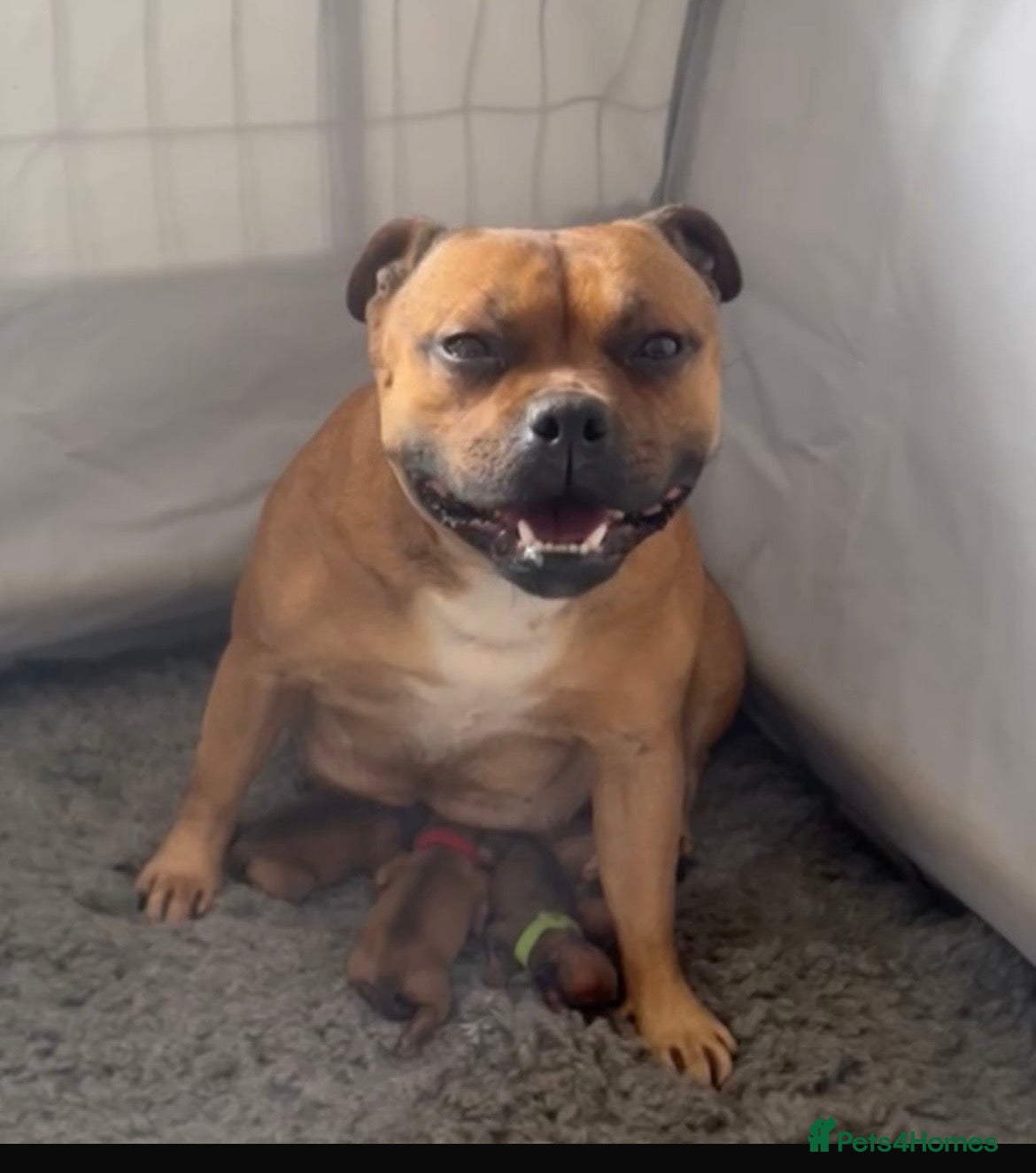 Staffordshire Bull Terrier dogs 3 female - Red Staffordshire puppies for sale - Advert 13