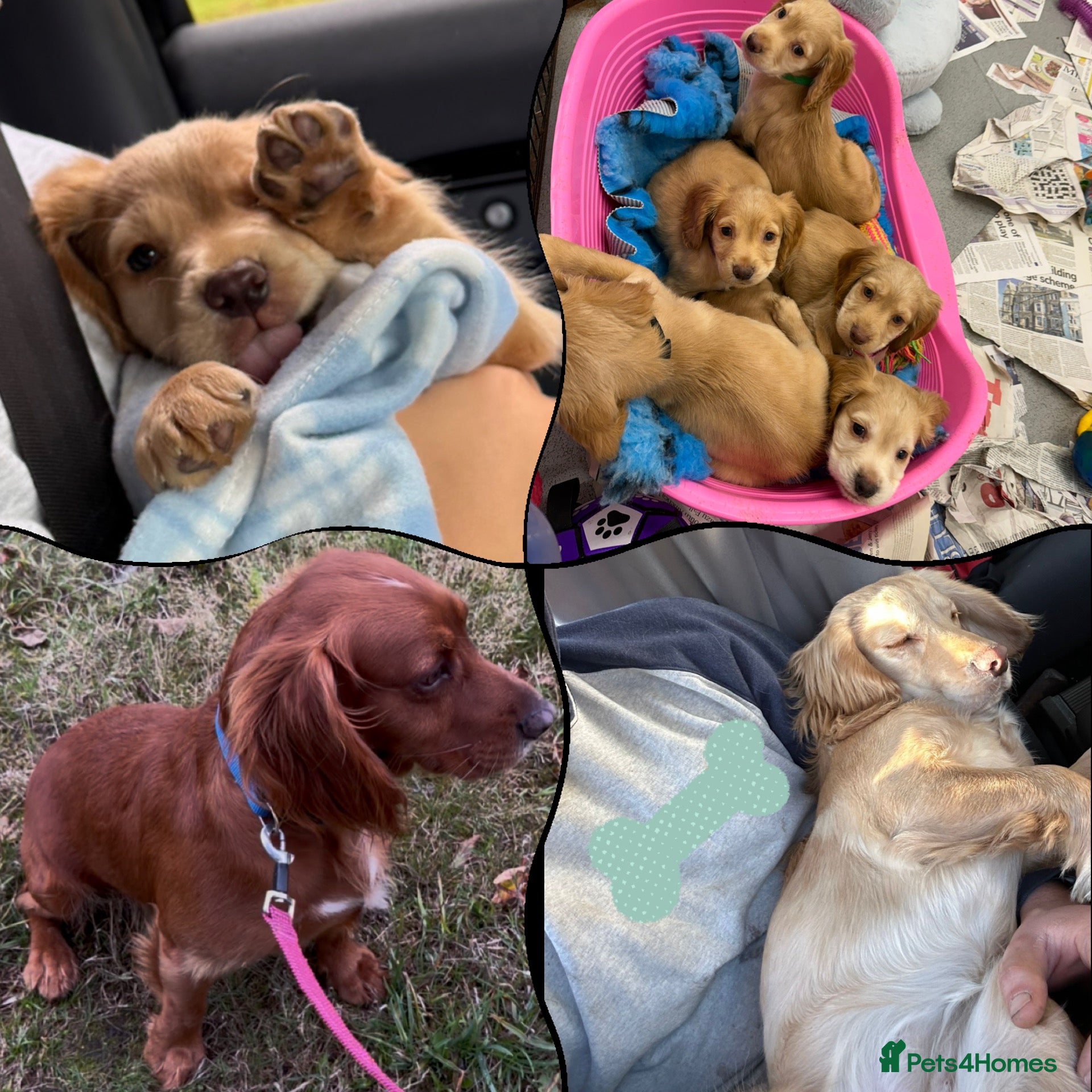 Cocker Spaniel dogs KC Registered Cocker Spaniel Puppies - Advert 2