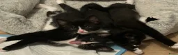 Domestic Shorthair cats for sale: 2 Beautiful loving male kittens need loving homes - Advert 8