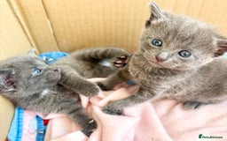 Mixed Breed cats for sale: 💗💙Beautiful kittens for sale  - Image 4