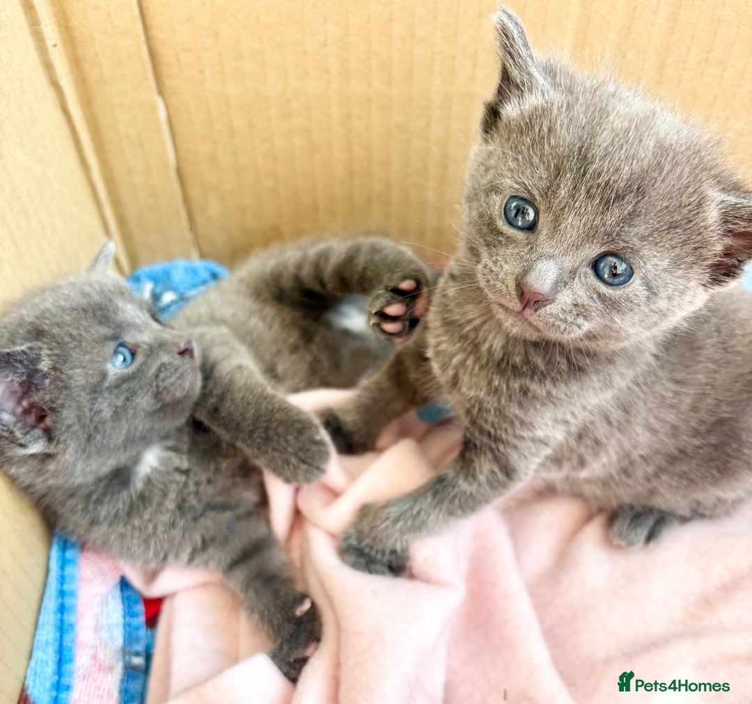 Mixed Breed cats for sale: 💗💙Beautiful kittens for sale  - Image 4