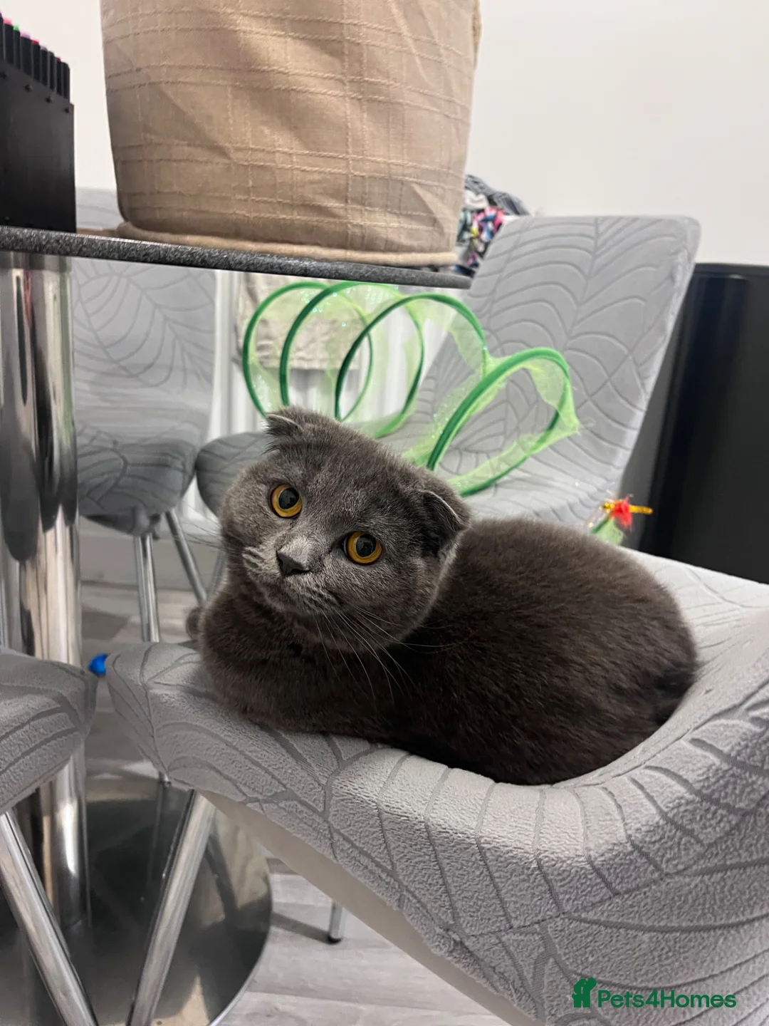 Scottish Fold cats for sale: Beautiful female spayed Scottish fold - Advert 2