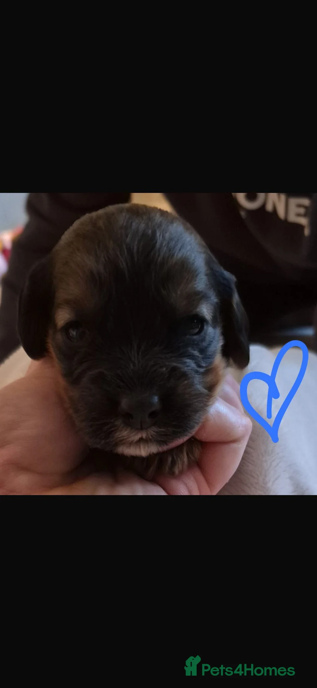 Mixed Breed dogs for sale: Cockalier - Advert 8