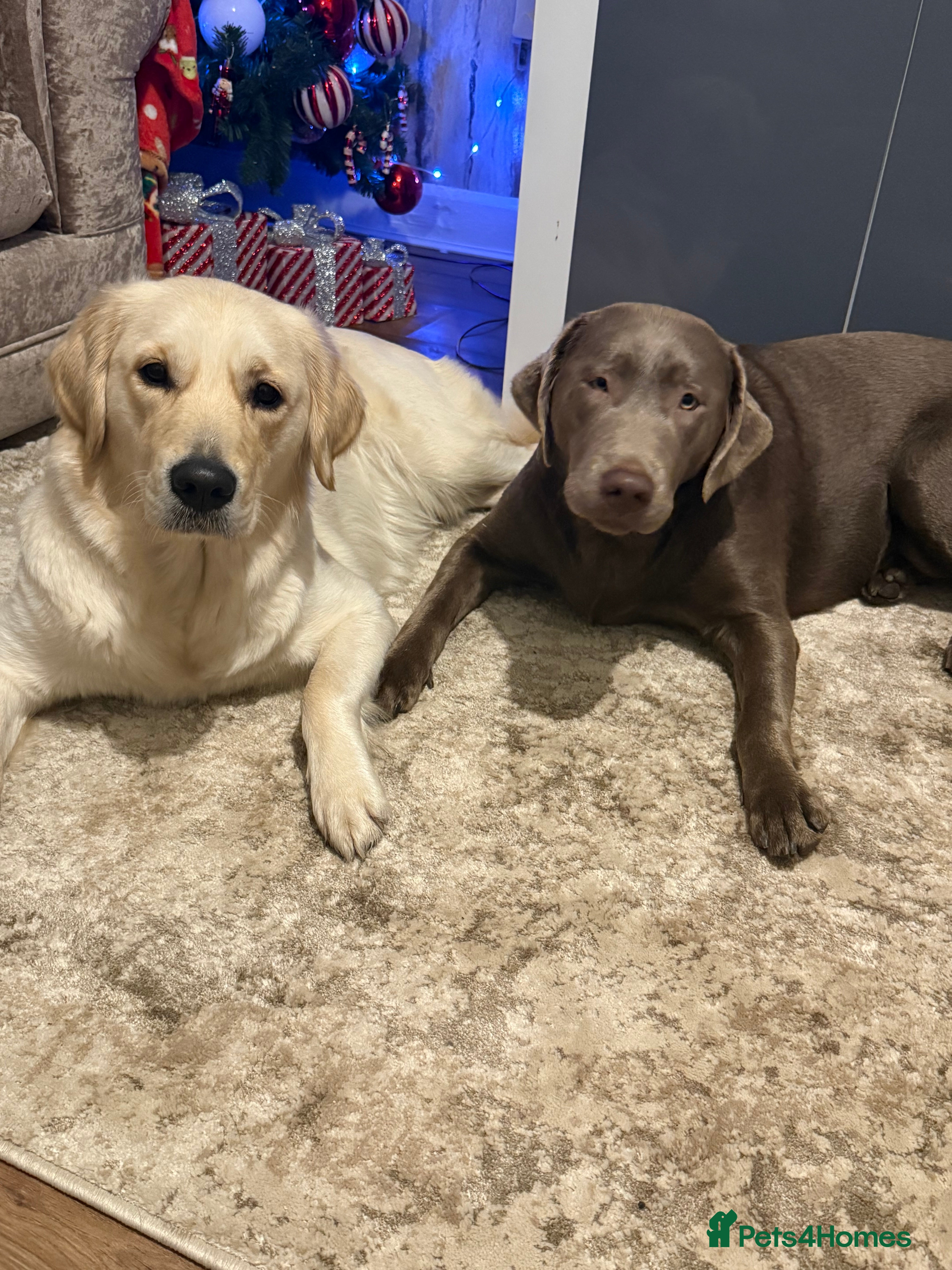 Golden Retriever dogs Golden retriever and silver lab - Advert 3