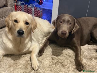 Golden Retriever dogs Golden retriever and silver lab - Advert 1