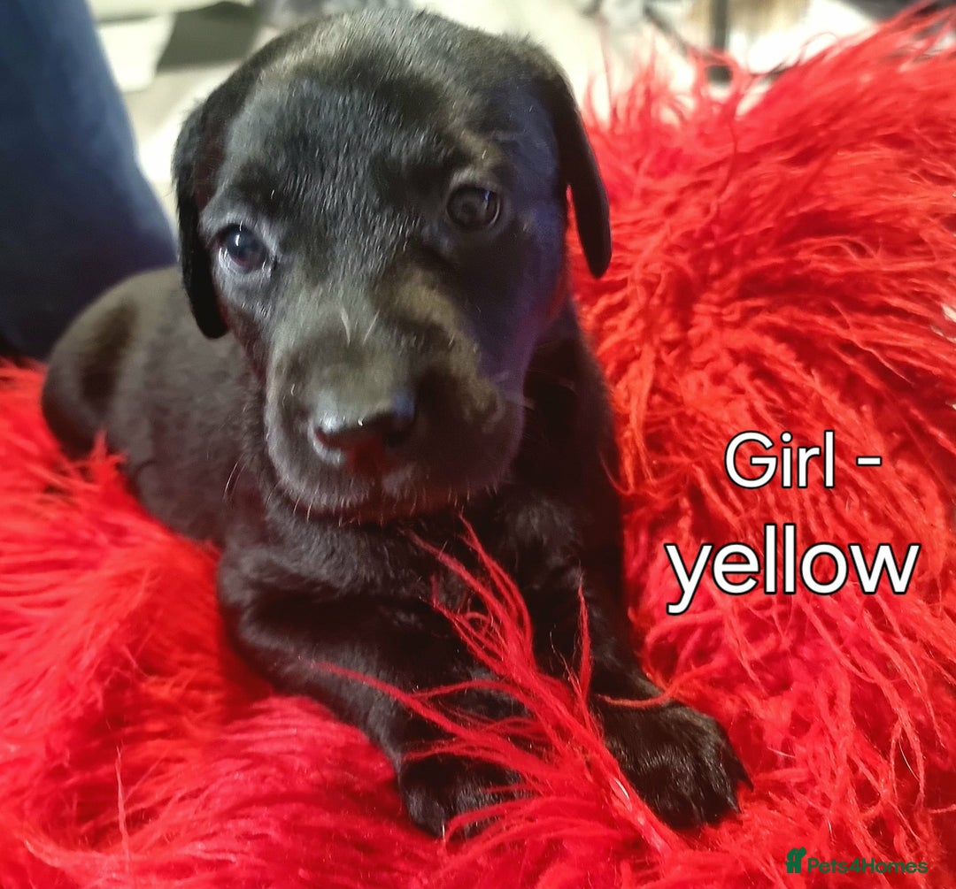 Labrador Retriever dogs for sale: PEDIGREE & KC REG LABRADOR RETRIEVER  - Advert 8