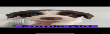 English Springer Spaniel Puppy 6 PURPLE