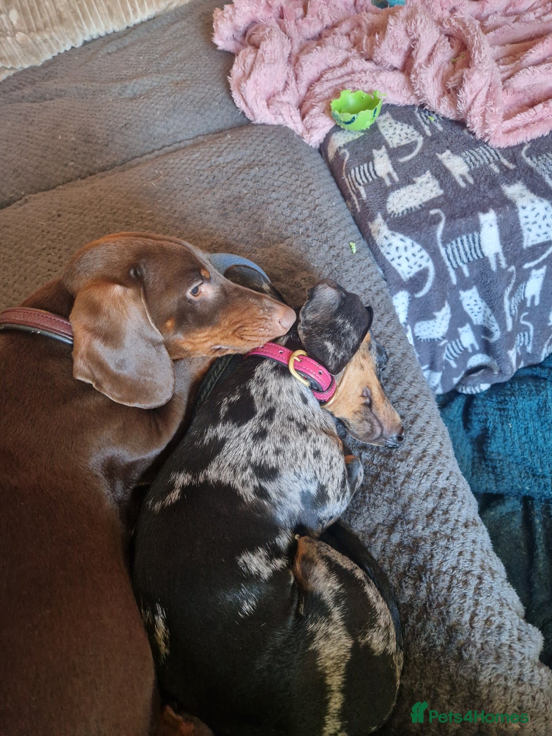 Dachshund dogs for sale: 2 females only! - Advert 7