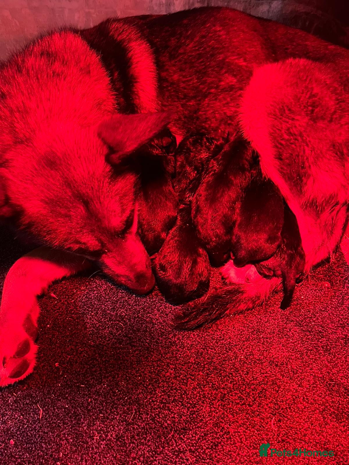 German Shepherd dogs German shepherd puppies  - Advert 1