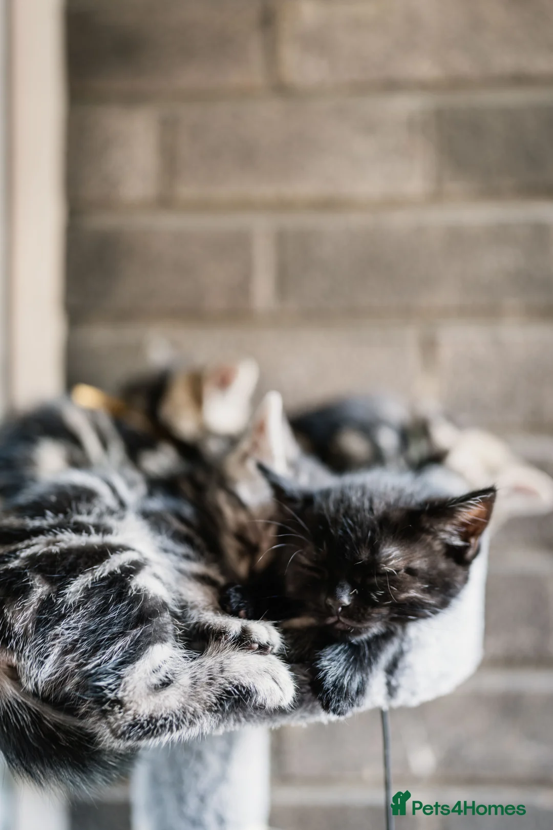 Mixed Breed cats for sale: LAST 2: British shorthair kittens - Advert 2