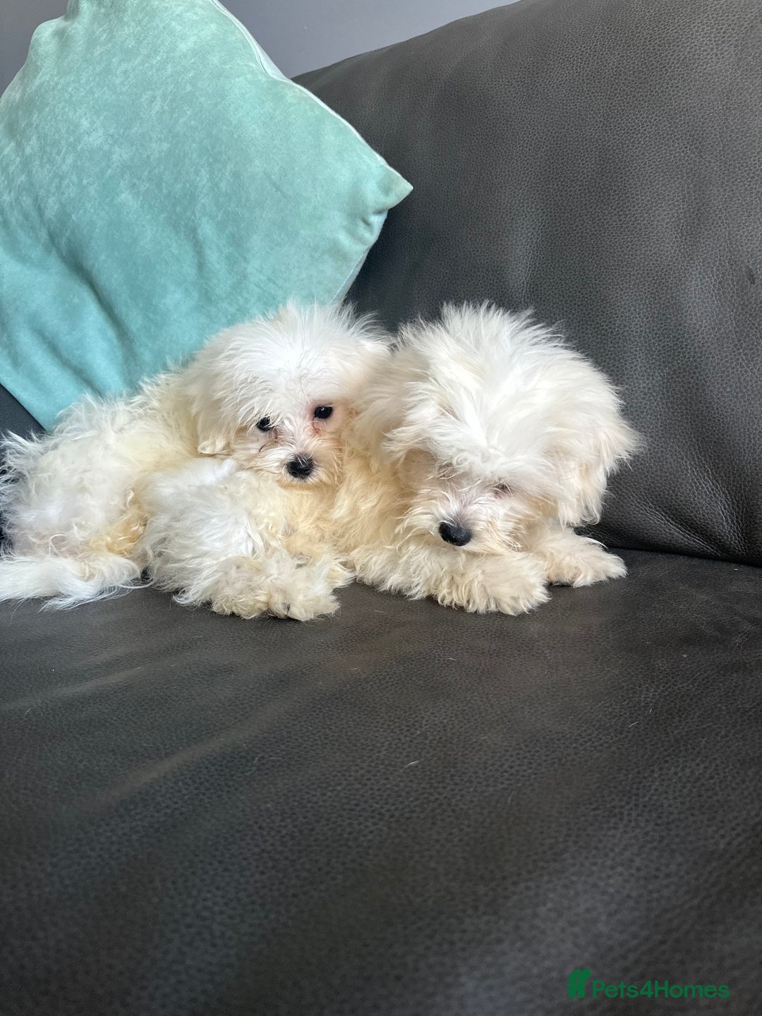 Mixed Breed dogs for sale: Maltichons beautiful bundles of fluff  - Image 7