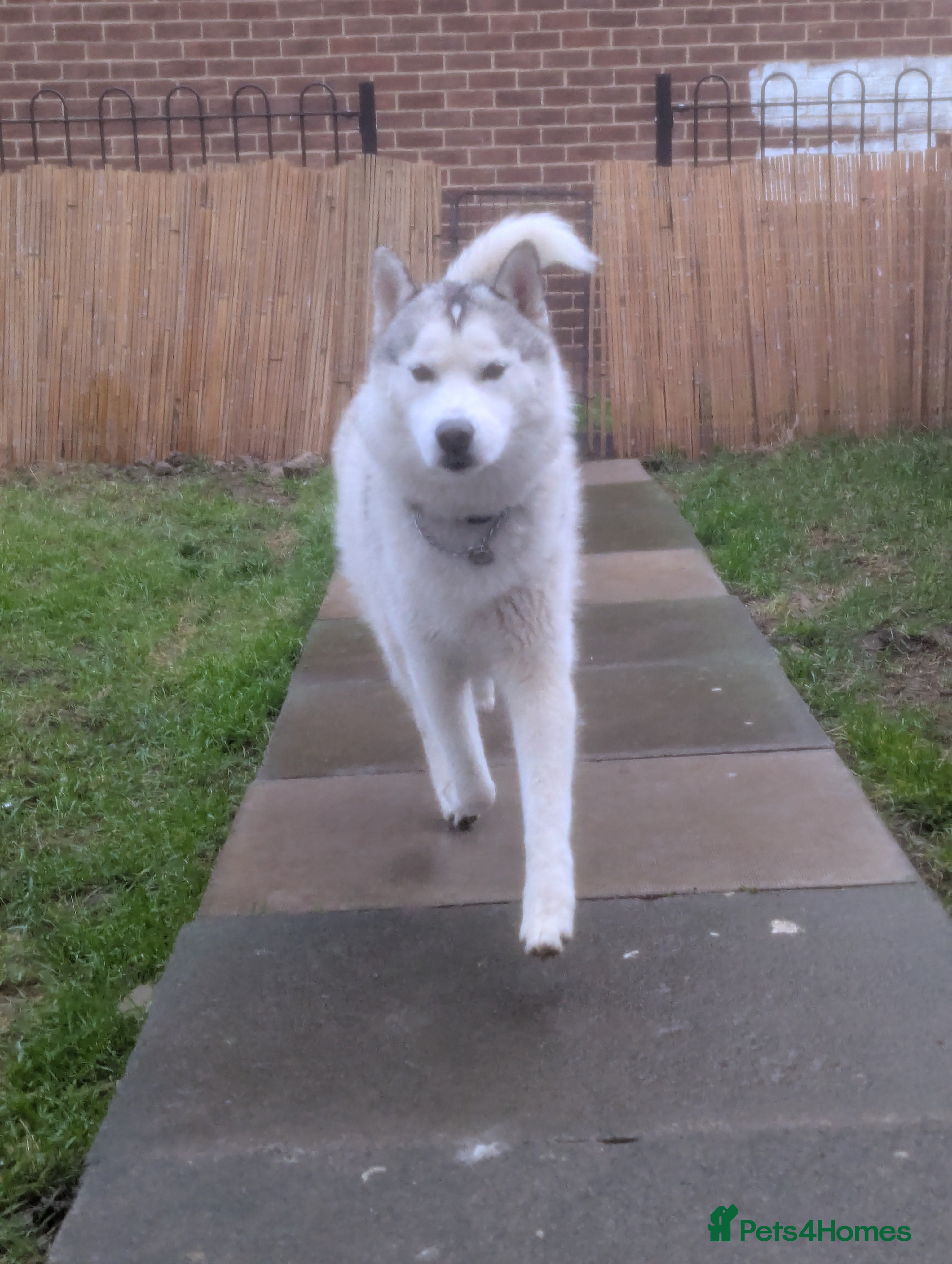 Siberian Husky dogs KC Registered Siberian husky  - Advert 1