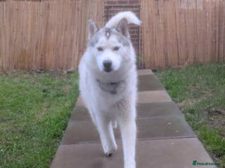 Siberian Husky dogs KC Registered Siberian husky - Advert 13