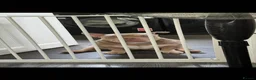 American Bully dogs for sale: Rehoming Micro bully  - Advert 2