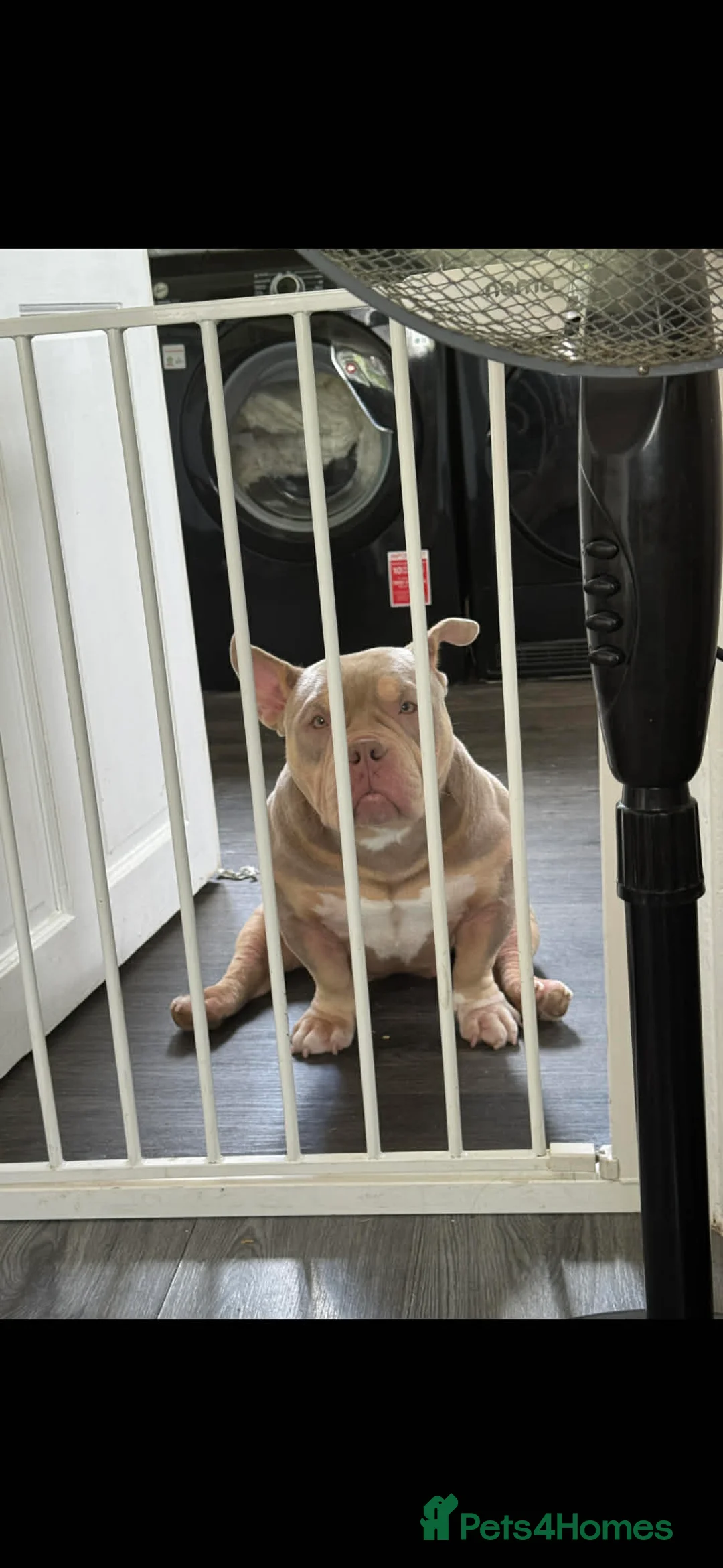 American Bully dogs for sale: Rehoming Micro bully  - Advert 2