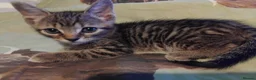 British Shorthair cats for sale: Kittens £160 - Advert 19