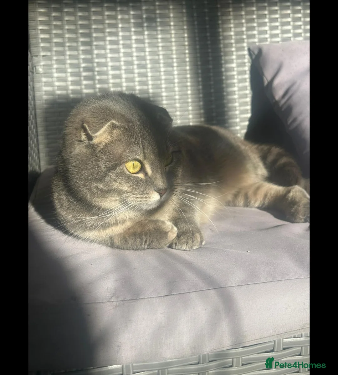 Scottish Fold cats for sale: Beautiful Scottish Fold in Birmingham - Advert 1