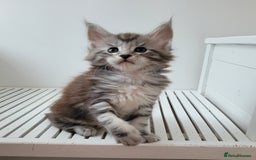 Maine Coon cats for sale: Tica registered maine coon kittens  - Image 9
