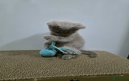 British Shorthair cats for sale: Beautiful British shorthair kittens - Image 15