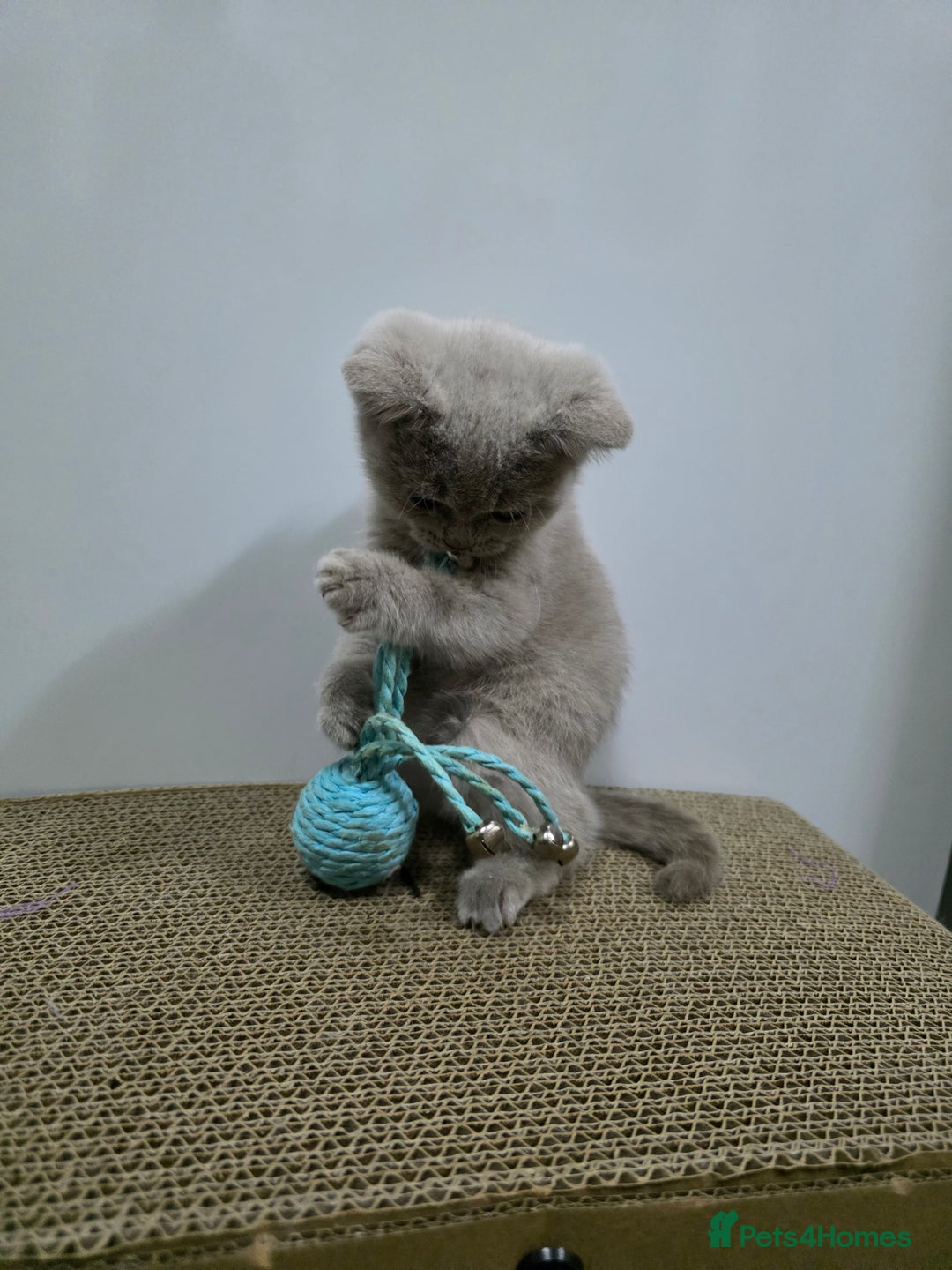 British Shorthair cats for sale: Beautiful British shorthair kittens - Image 15