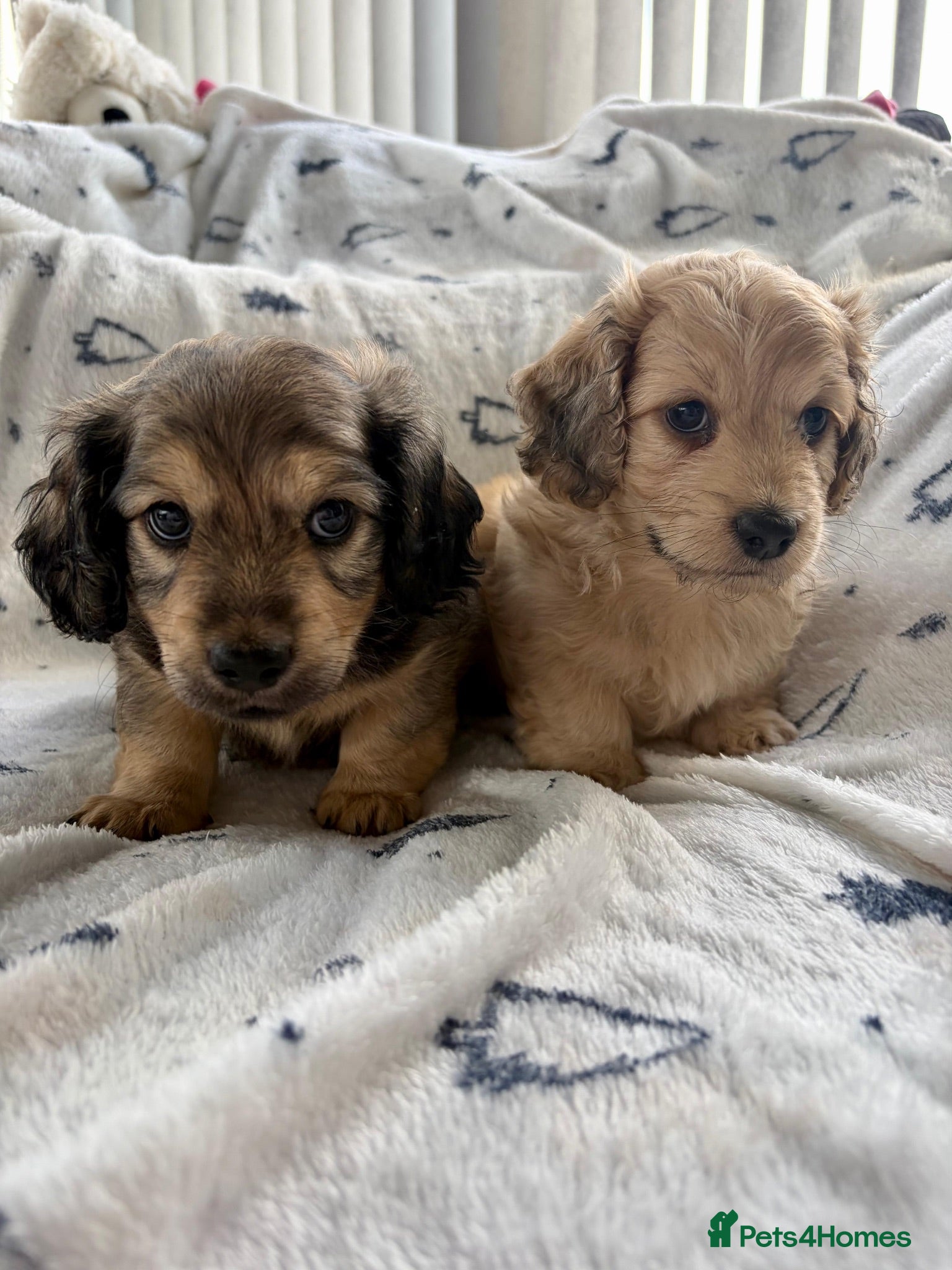 Doxiepoo dogs (REDUCED) Three Stunning Daxi Poo Puppies - Advert 5