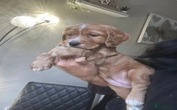 Mixed Breed dogs for sale: KC COCKER X MINI COLLIE PUPS  - Advert 23