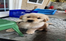 Golden Retriever dogs for sale: Golden retriever pups 5 girls and 4 boy available - Image 14