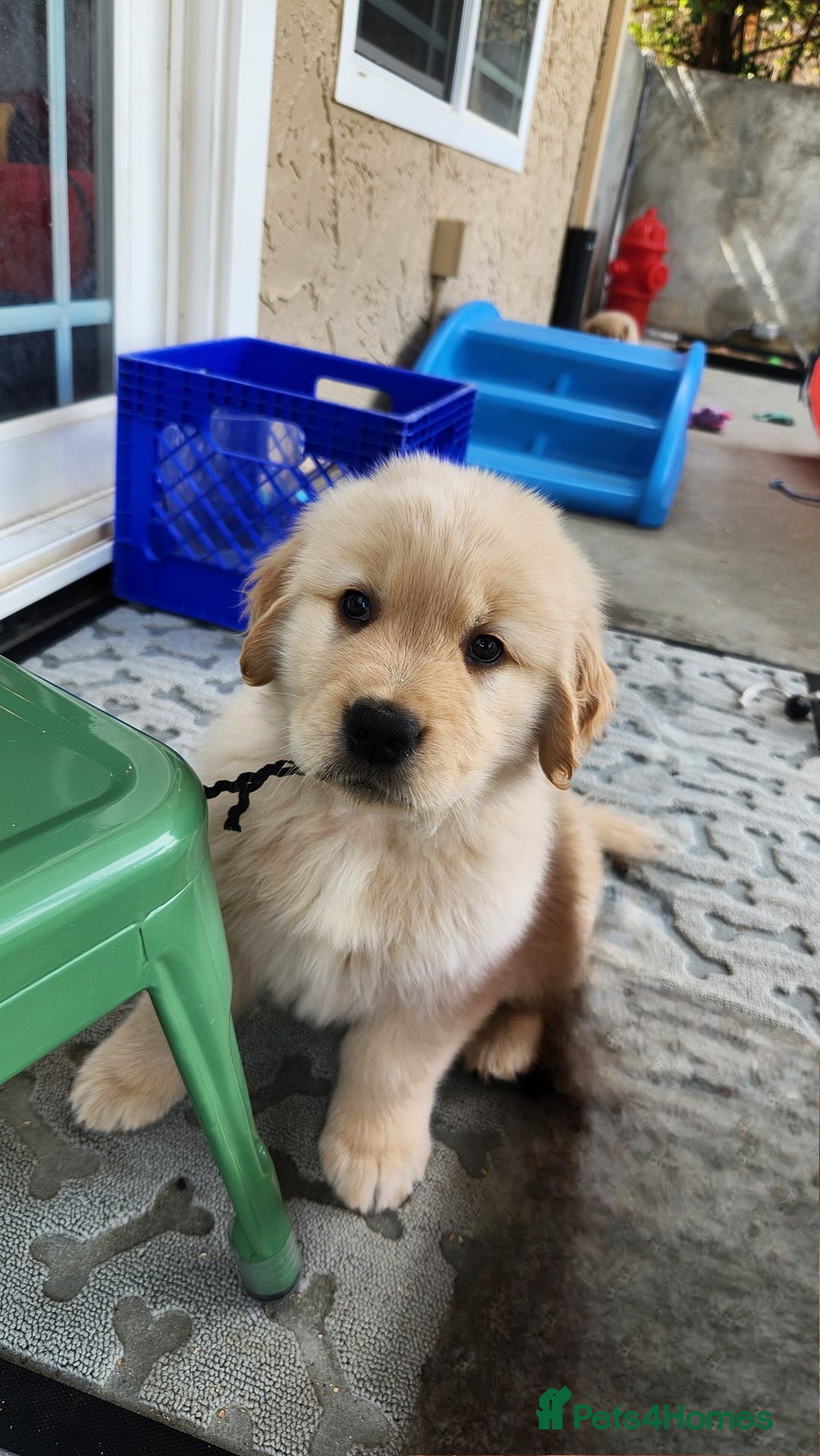 Golden Retriever dogs for sale: Golden retriever pups 5 girls and 4 boy available - Image 14
